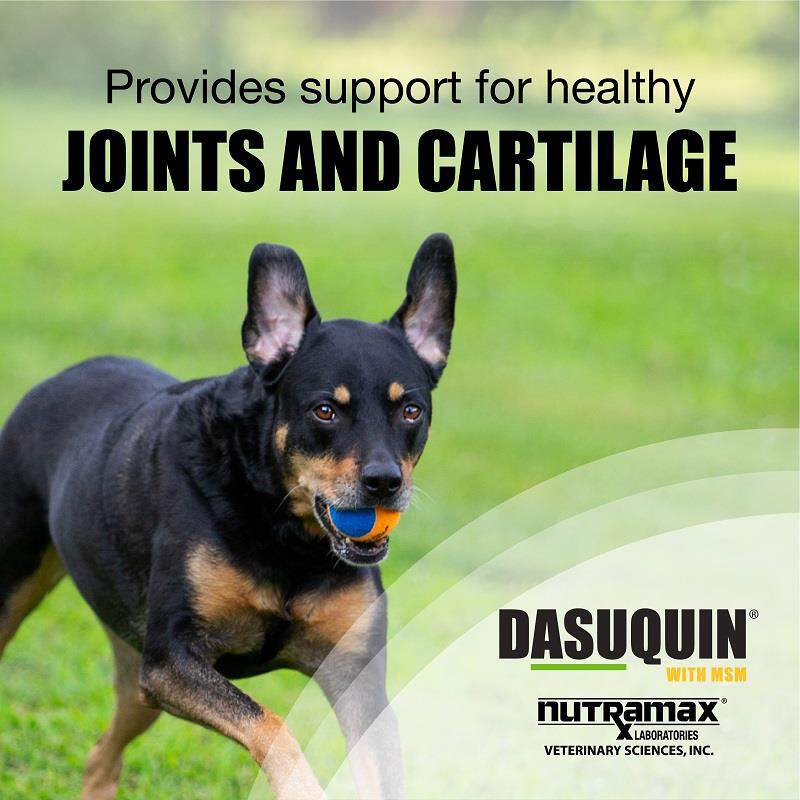 Nutramax Dasuquin With Msm Soft Chews For Dogs At Tractor Supply Co