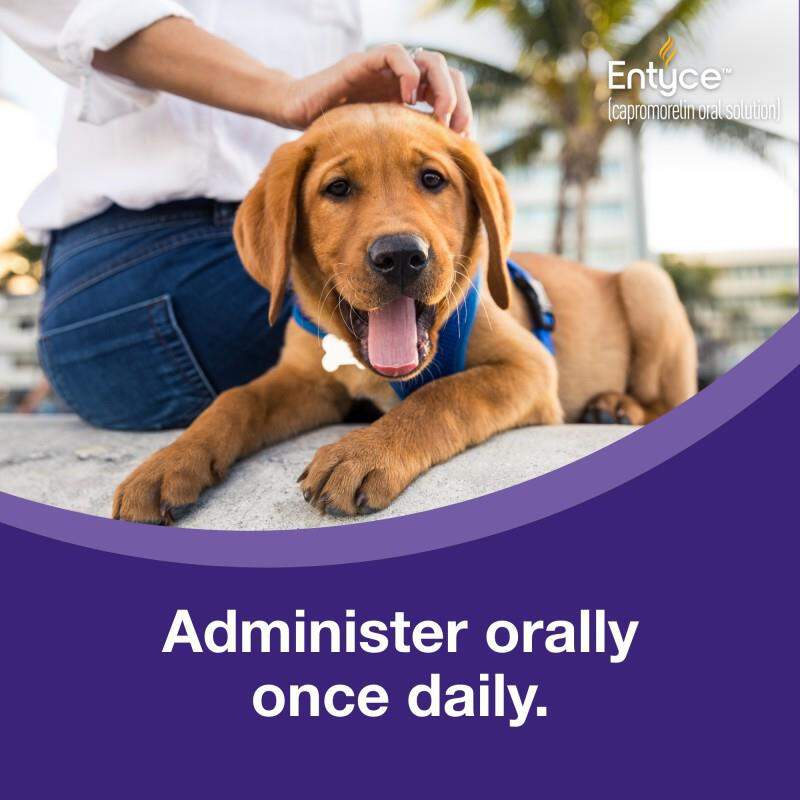 Entyce For Dogs 30Mg/Ml At Tractor Supply Co