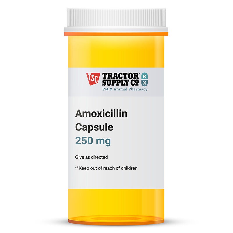 Amoxicillin For Dogs Cats Dog Antibiotics At Tractor Supply Co
