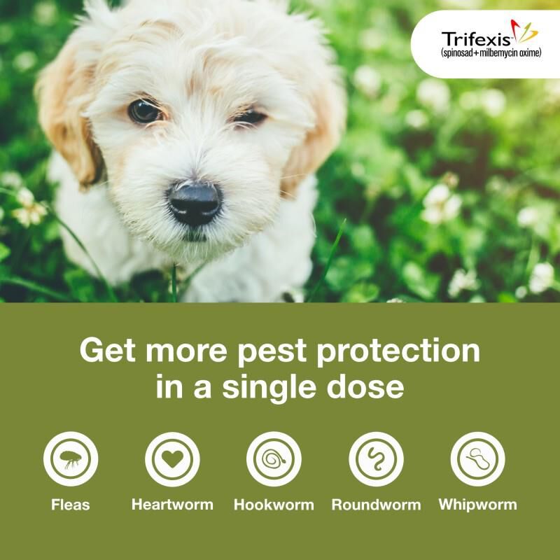 Trifexis For Dogs 1 Ranked Pet Store At Tractor Supply Co