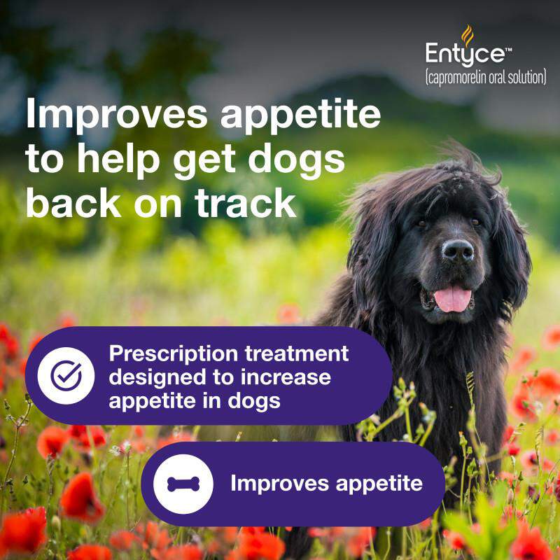 Entyce For Dogs 30Mg/Ml At Tractor Supply Co