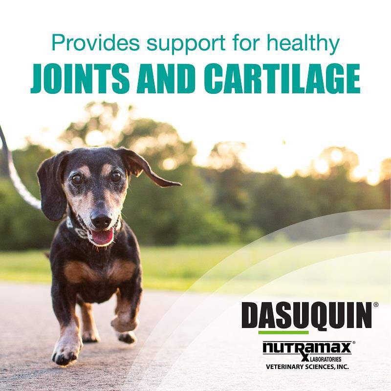 Nutramax Dasuquin Soft Chews For Dogs At Tractor Supply Co