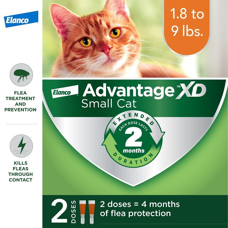 Cat Skin Ulcer Visitchile cl